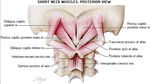 Short Neck Muscles, Posterior View